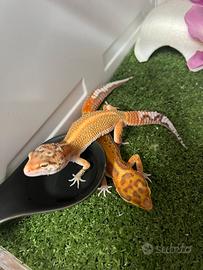 Geko leopardino