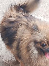 Spitz Pomerania