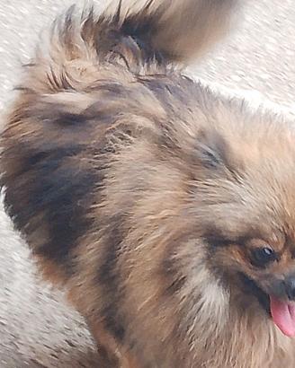 Spitz Pomerania