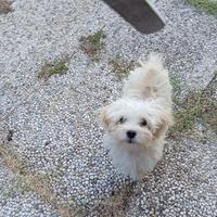 Maltipoo /maltese /barboncino