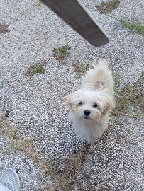 Maltipoo /maltese /barboncino