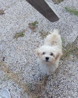 Maltipoo /maltese /barboncino