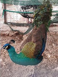 Super pavone Spalding