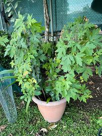 Piante acero verde