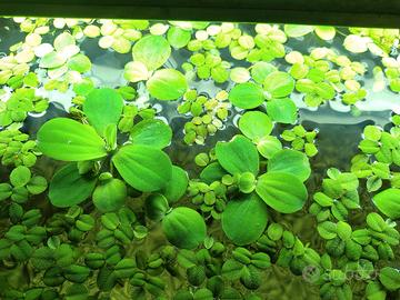 Pistia stratoides e salvinia natans