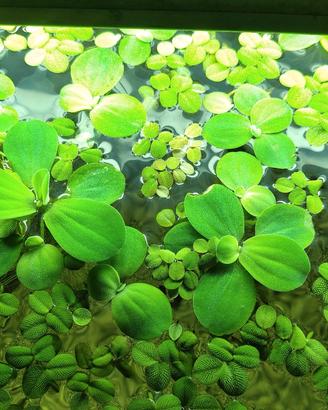 Pistia stratoides e salvinia natans