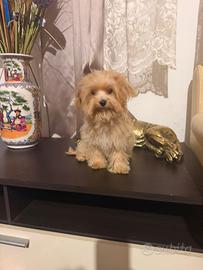 Maltipoo F-1 femmina mini Toy