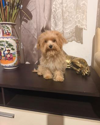 Maltipoo F-1 femmina mini Toy