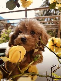 Disp Maltipoo