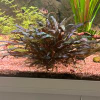 Pianta acquario Cryptocoryne