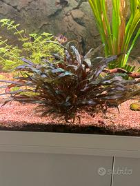 Pianta acquario Cryptocoryne
