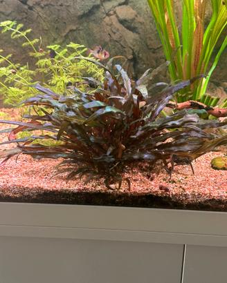 Pianta acquario Cryptocoryne