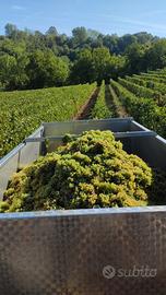 Azienda Vigneti DOC - TERRENI- PIEMONTE MONFERRATO