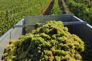 Azienda Vigneti DOC - TERRENI- PIEMONTE MONFERRATO