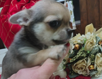 Chihuahua maschietti