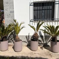Quattro cycas grandi in vaso