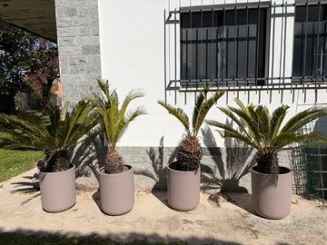 Quattro cycas grandi in vaso