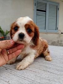 Cavalier king con pedigree Enci