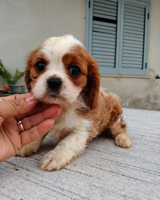 Cavalier king