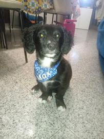 Cane Mix tra bassotto e border collie