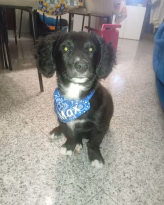 Cane Mix tra bassotto e border collie