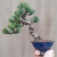 Bonsai pino pentafilla shohin 28 cm vaso giappones