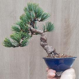 Bonsai pino pentafilla shohin 28 cm vaso giappones
