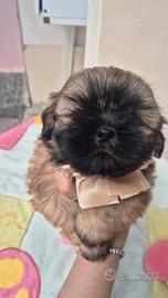 Shih tzu con pedigree
