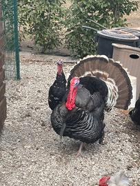 Tacchini e anatre mute