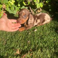 Bassotti Cuccioli