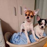 Chihuahua