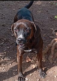 Ciccia 5anni simil Labrador marrone,in canileLAZIO