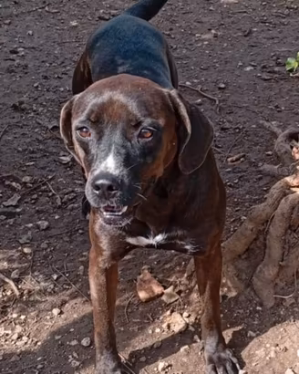 Ciccia 5anni simil Labrador marrone,in canileLAZIO