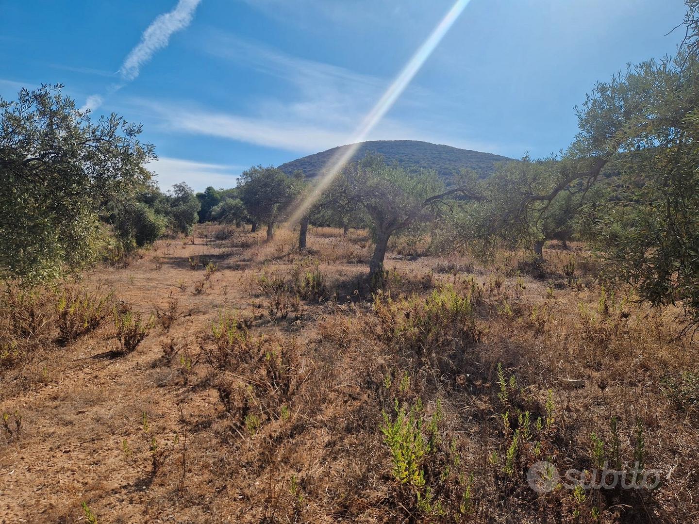 Alghero Terreno agricolo con uliveto - Altro