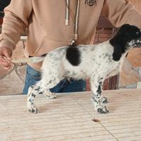 Setter inglese cuccioli e cuccioloni