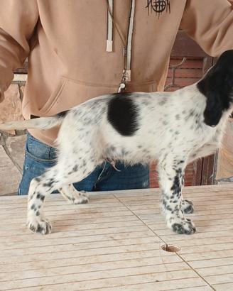 Setter inglese cuccioli e cuccioloni