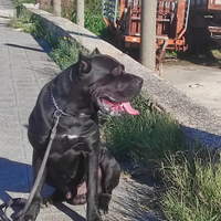 Cane corso monta