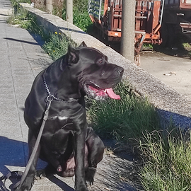 Cane corso monta