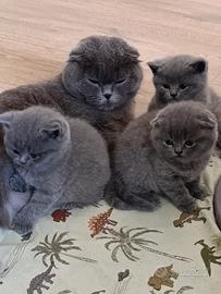 Gattini British/Scottish