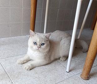 Monta con gatto maschio scottish con pedigree