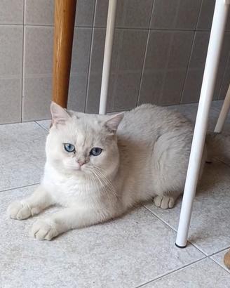 Monta con gatto maschio scottish con pedigree