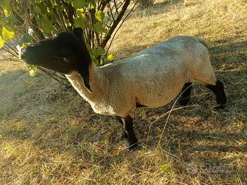 Pecore/Agnelli Suffolk