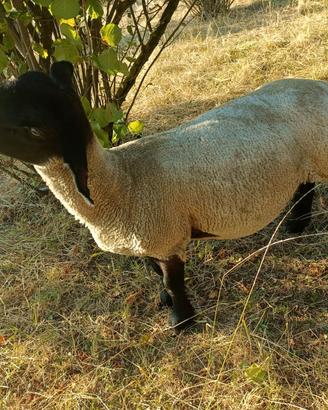 Pecore/Agnelli Suffolk