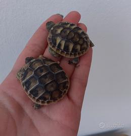 Tartaruga di terra