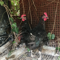 Galli Marans nero ramato