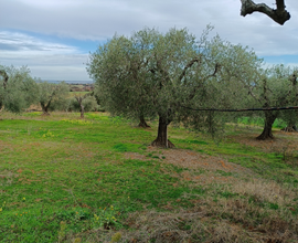 Uliveto terreno