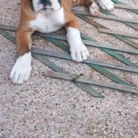 Cucciolo Boxer