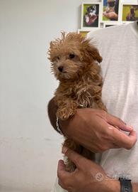 Maltipoo Albicocca Maltese Barboncino mini toy