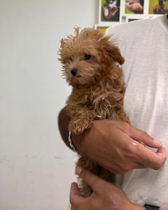 Maltipoo Albicocca Maltese Barboncino mini toy