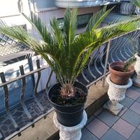 Pianta cycas